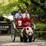 【速報】上野動物園、パンダが人力車を牽引する新サービス開始