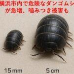 横浜市内で危険なダンゴムシが急増、噛みつき被害も